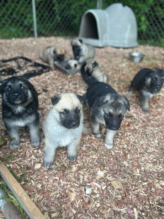 German Shepherd Pups